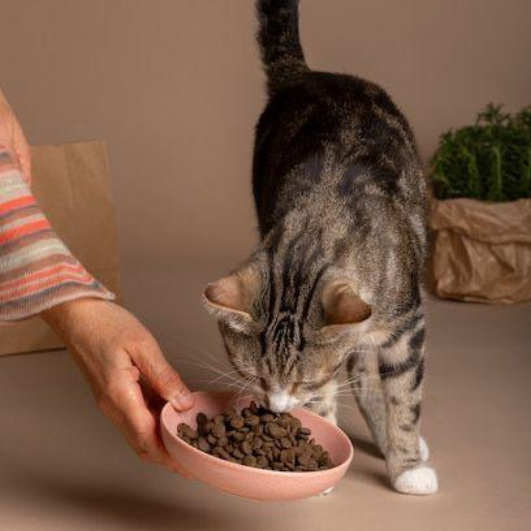 Pienso Para Gatos (POR ENCARGO)