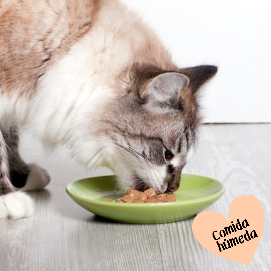 Comida Húmeda Para Gatos