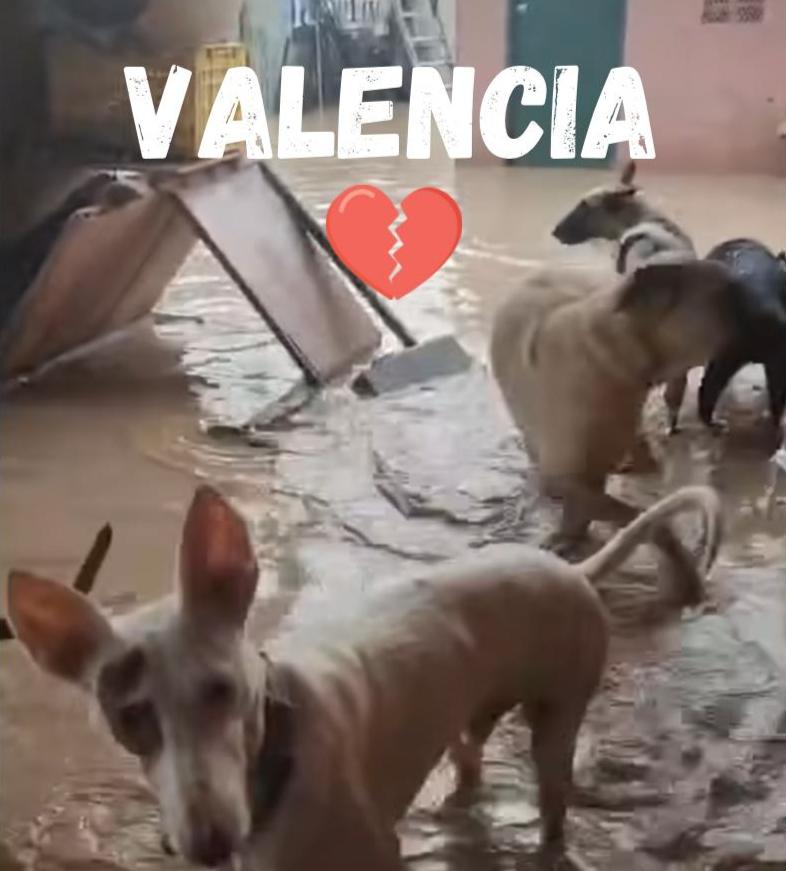 Donaciones a Protectoras Afectadas de Valencia